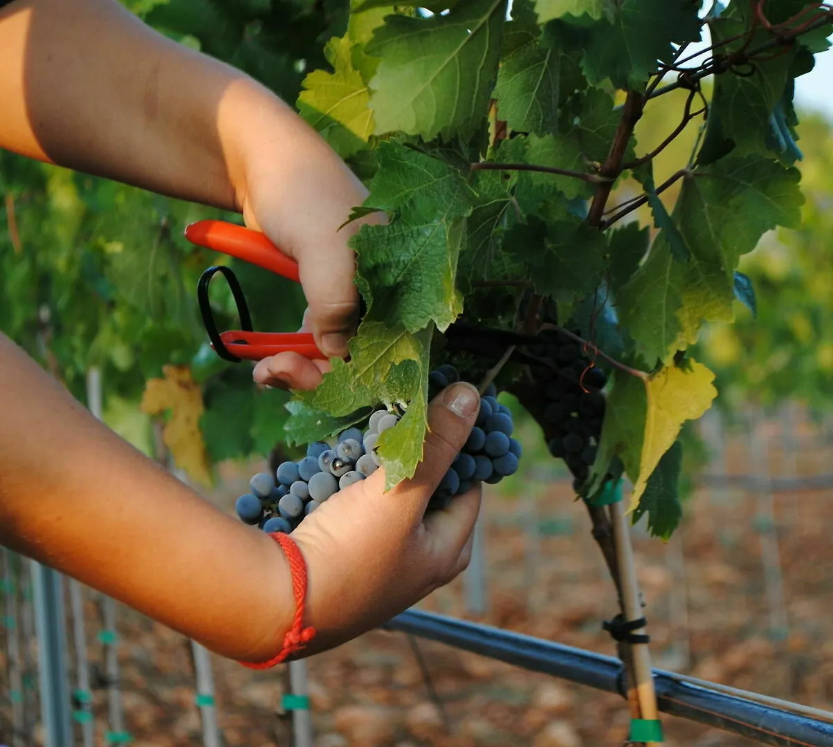 Hotel Weingut & Landhotel Can Davero Binissalem
