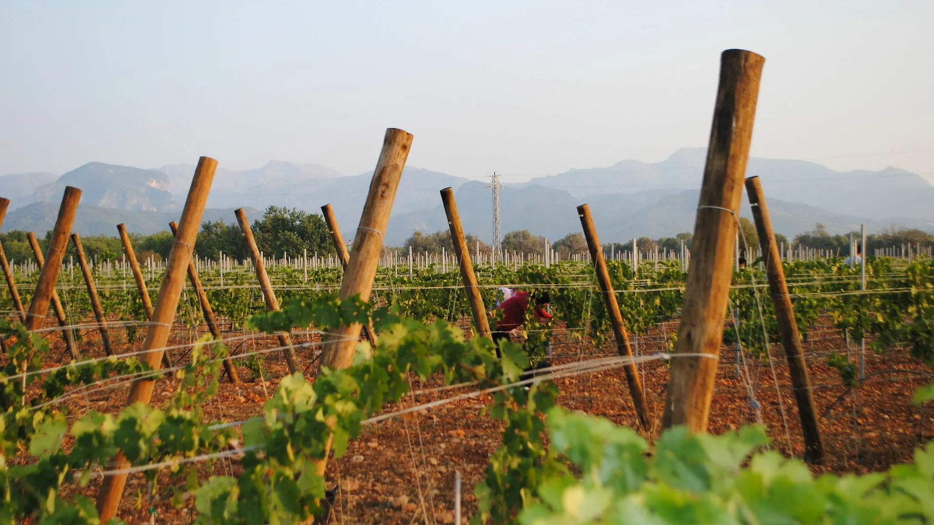 Weingut & Landhotel Can Davero Binissalem